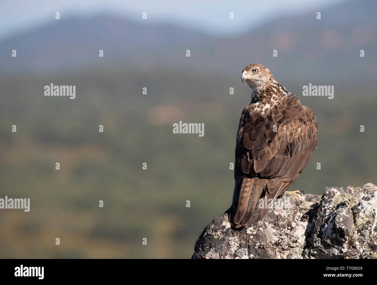 Nach Bonelli von Eagle (Aquila fasciata) thront auf einem Felsen in der Extremadura Spanien Stockfoto