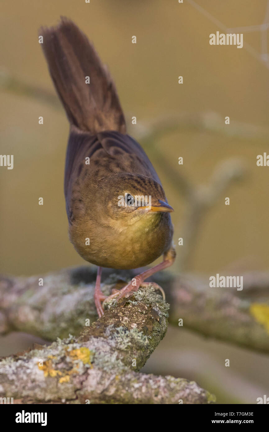 Jugendliche gemeinsame Grasshopper Warbler, Locustella naevia naevia) in Bush in Deutschland im Spätsommer thront. Selten Gefieder fotografiert. Stockfoto