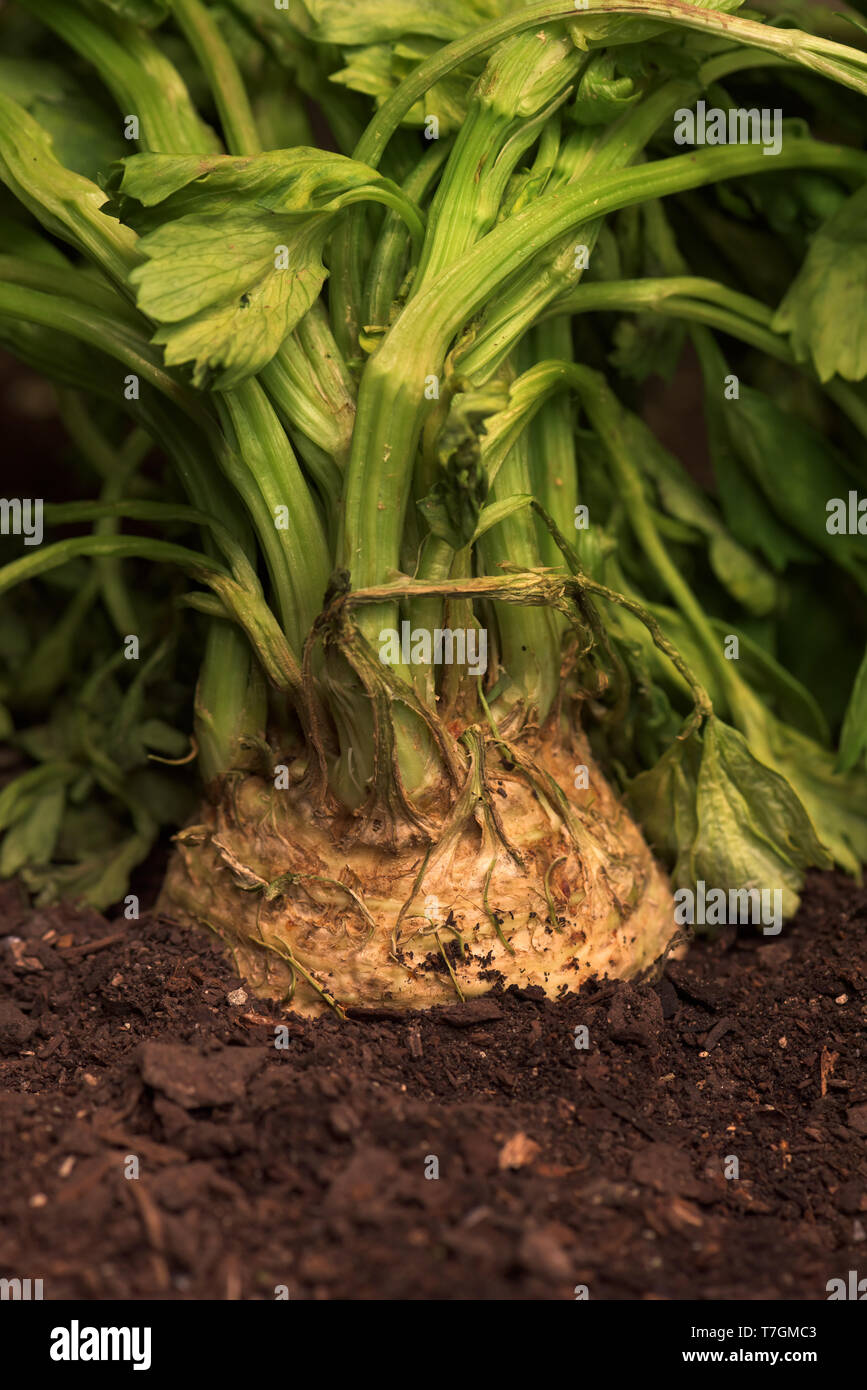 Sellerie oder Sellerie in Boden im Gemüsegarten, Nahaufnahme der Rübe - verwurzelt Sellerie Stockfoto