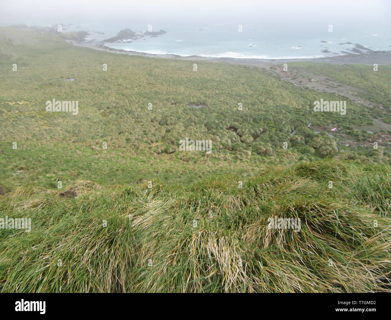 Macquarie Island, einer Insel in der subantarktischen Region von Australien im südlichen Pazifischen Ozean. Stockfoto