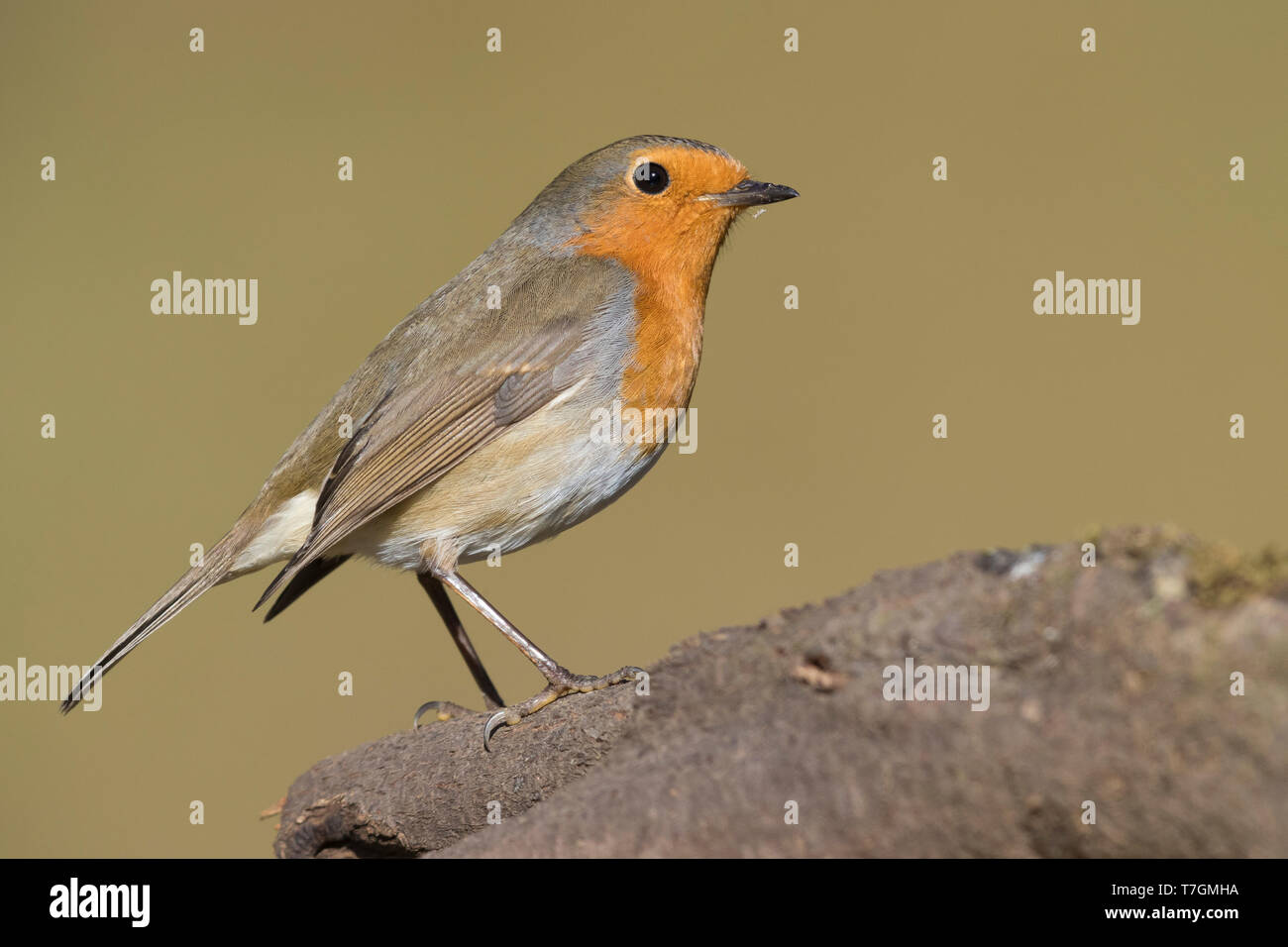 Europäische Robin (Erithacus Rubecula), Erwachsener, stehend auf einem Zweig Stockfoto