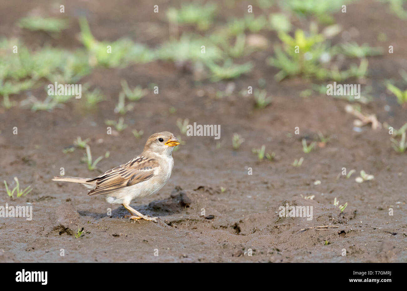 Juvenile Haussperling (Passer domesticus) stehend auf nassen schlammigen Strecke auf der Inselgruppe der Azoren. Stockfoto