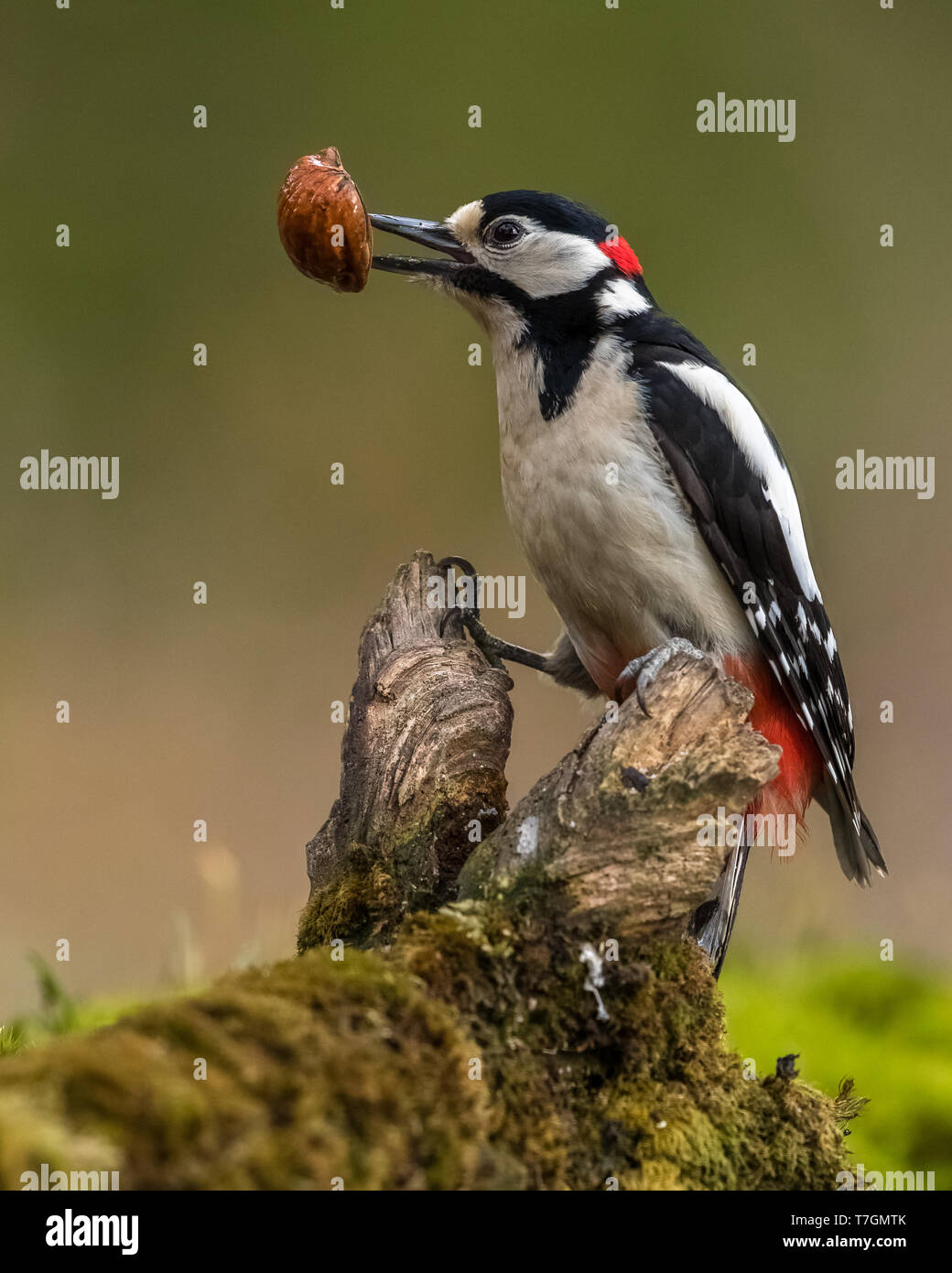 Buntspecht mit Walnuss Stockfoto