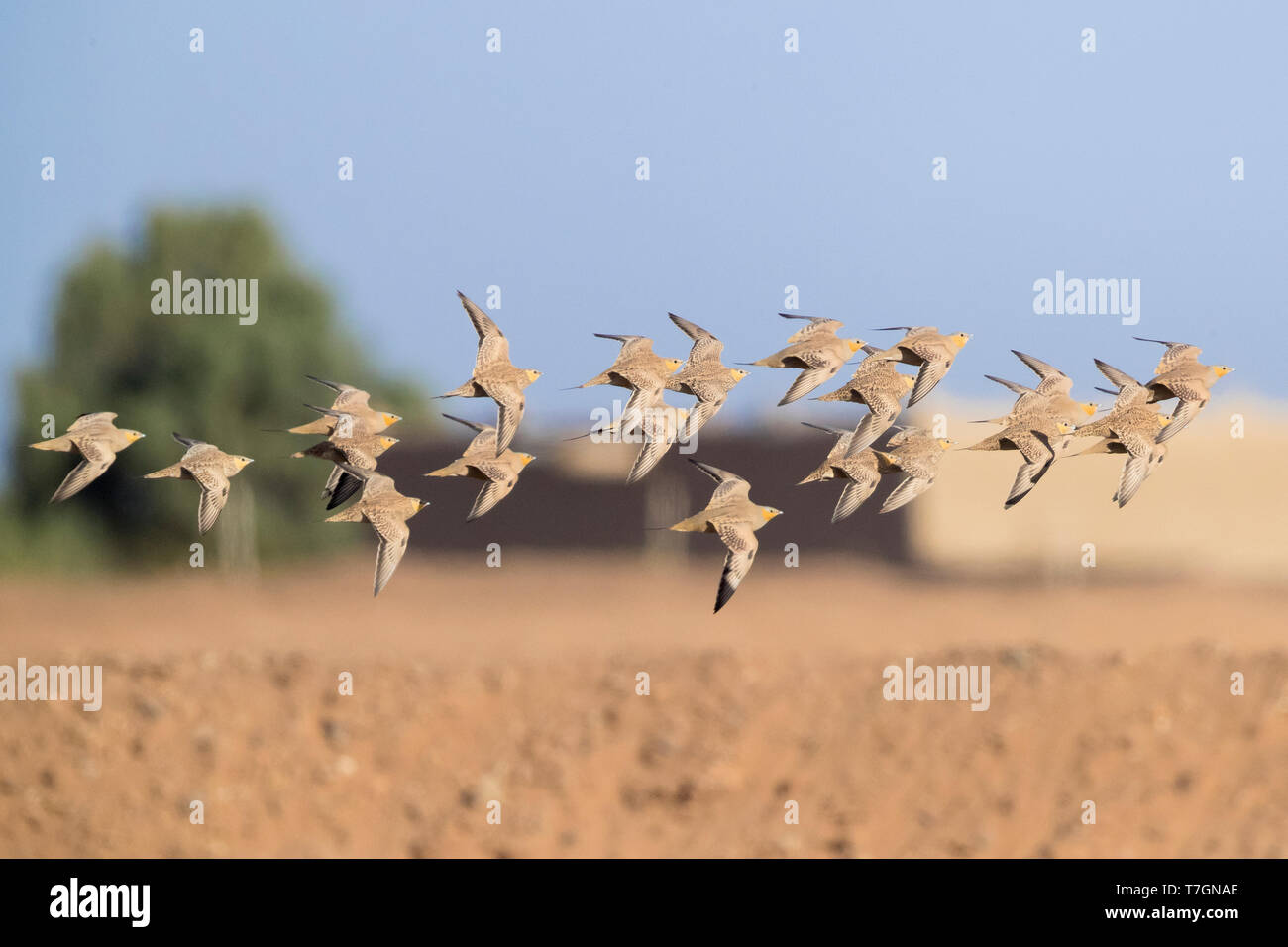 Gefleckte Sandgrouse (Pterocles senegallus), eine Herde in der Wüste in Marokko fliegen Stockfoto