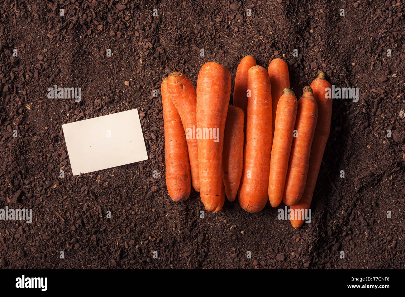 Bio Karotten wachsenden Business card Mock up mit geernteten Kartoffeln auf Garten Boden Stockfoto