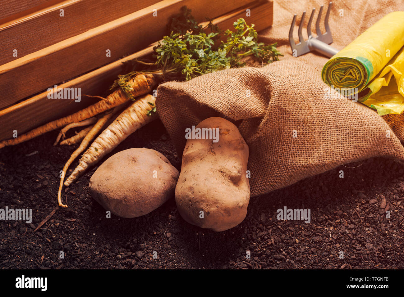 Der ökologische Landbau Petersilie und Kartoffel, selbst angebautes Gemüse Lebensmittel Produktion Stockfoto