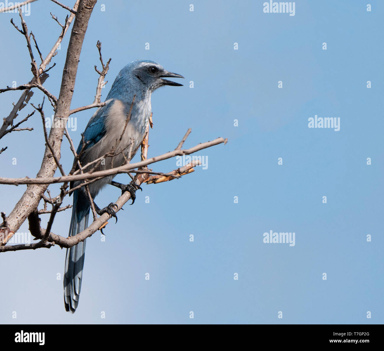 Florida scrub jay (Aphelocoma coerulescens) singen in einem Baum Stockfoto