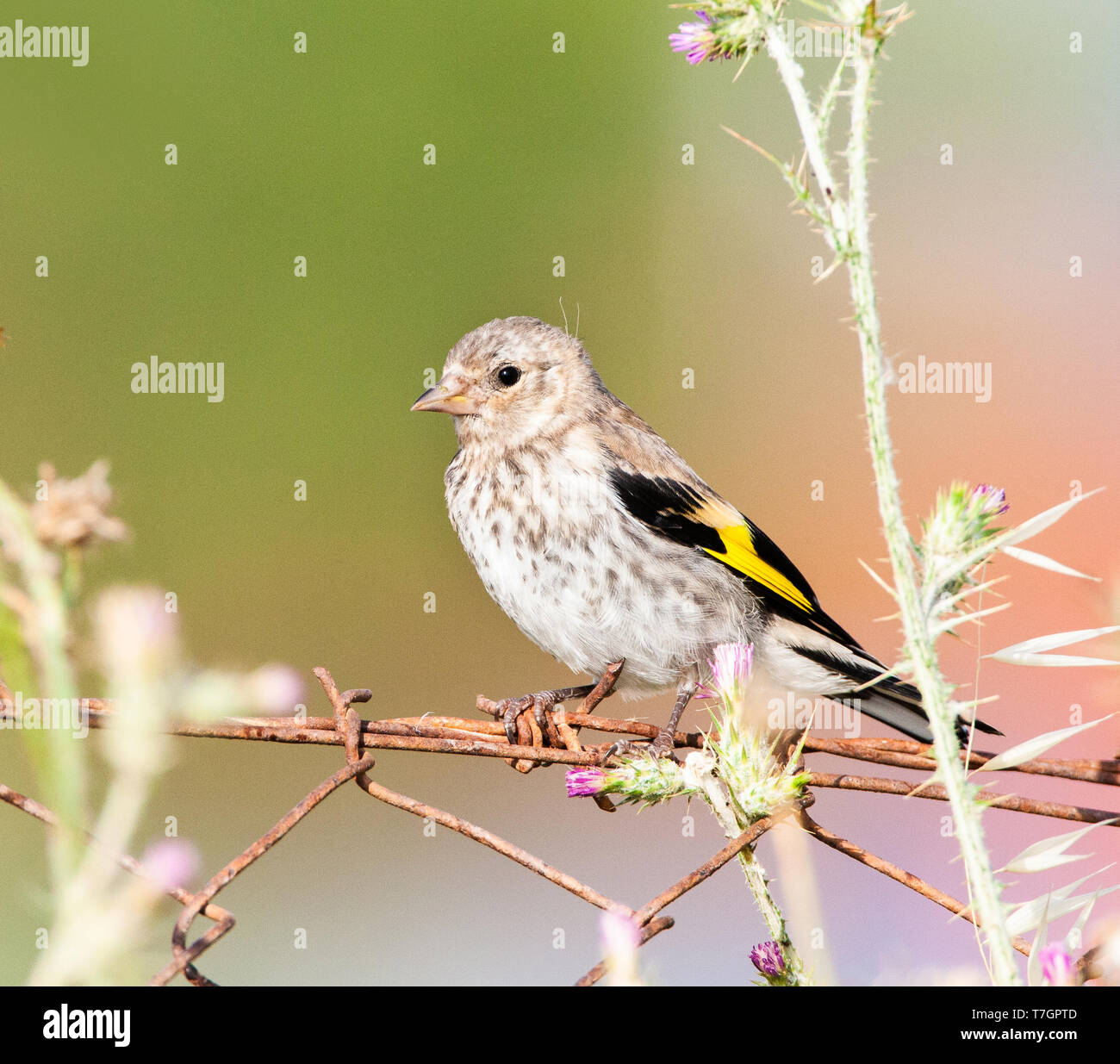 Juvenile europäischen Stieglitz (Carduelis carduelis) thront auf Griechisch Französisch auf Lesbos. Stockfoto