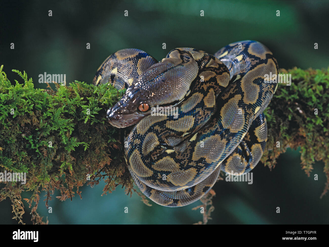 Indonesien. Sumatra. Tierwelt. Schlange. Netzpython. Python reticulatus. Stockfoto