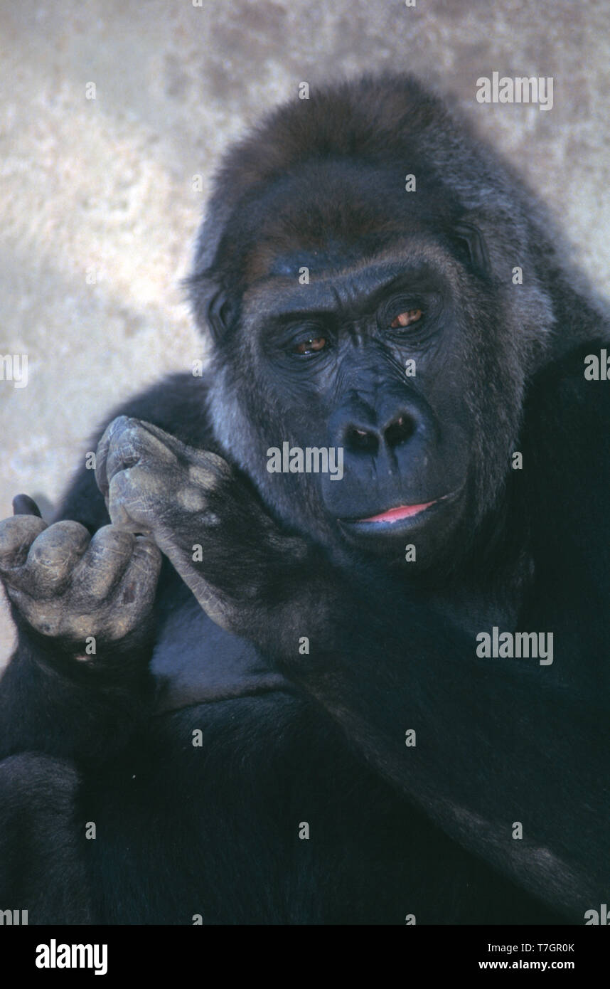 Western Gorilla. Gorilla Gorilla. Stockfoto
