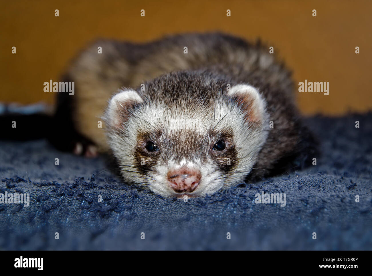 Sleepy Zobel Frettchen (Mustela putorius furo) an der Kamera Suche, Ansicht von oben Stockfoto
