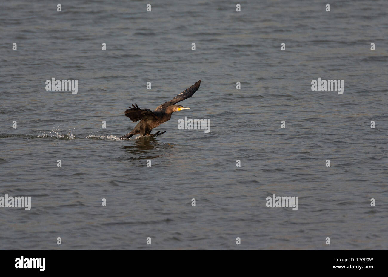 Kormoran (Phalacrocorax carbo) in den Niederlanden. Unreife vogel Landung mit den Füßen auf dem Wasser. Stockfoto