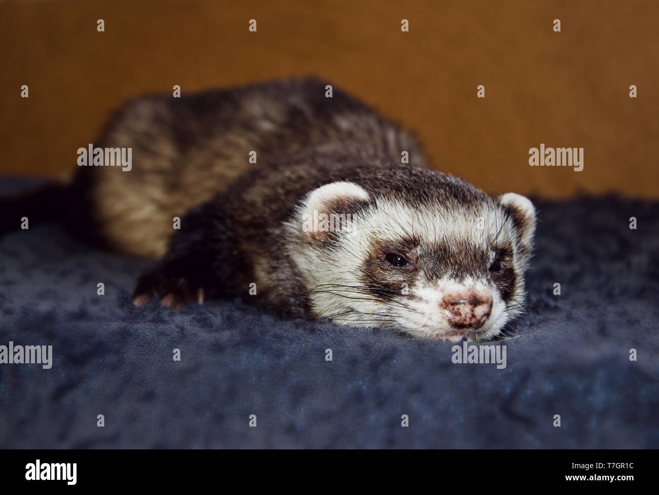 Sleepy Zobel Frettchen (Mustela putorius furo) an der Kamera Suche, Ansicht von oben Stockfoto