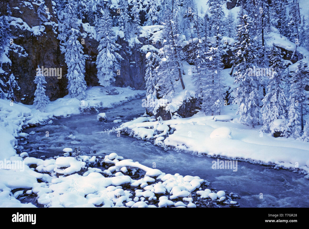 USA. Wyoming. Yellowstone National Park. Winter Wald Schnee Szene mit Strom. Stockfoto
