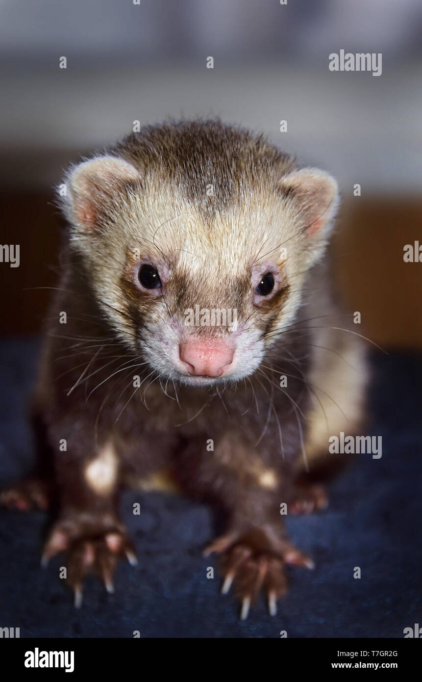 Cute Zobel Frettchen (Mustela putorius furo) an der Kamera Suche, Ansicht von oben Stockfoto