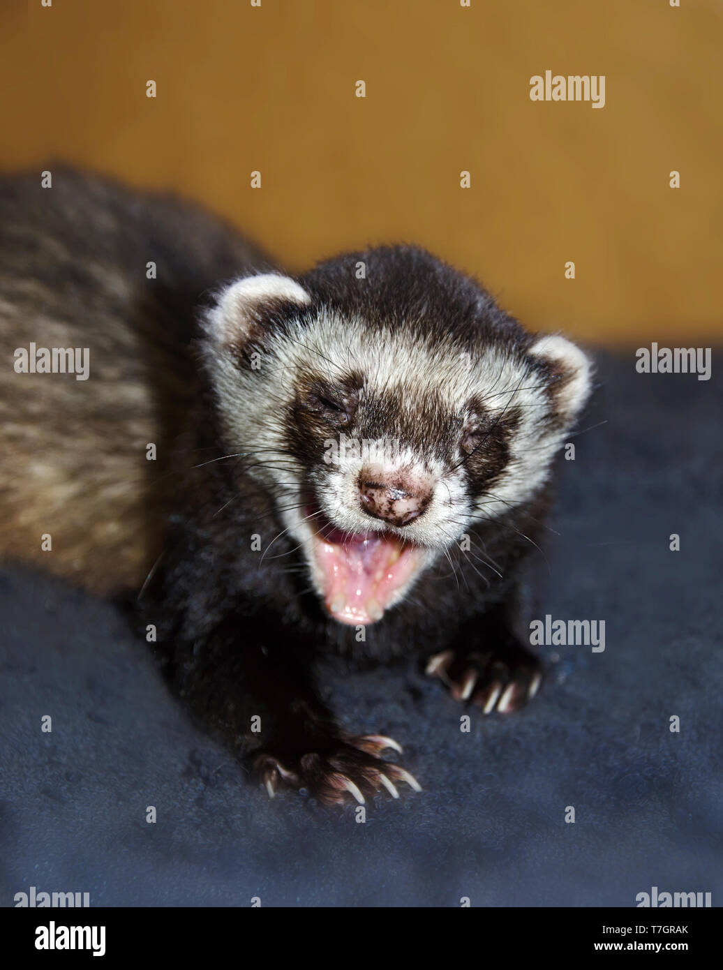Lustige Frettchen (Mustela putorius furo) ist Gähnen mit offenen Mund, Nahaufnahme portrait Stockfoto