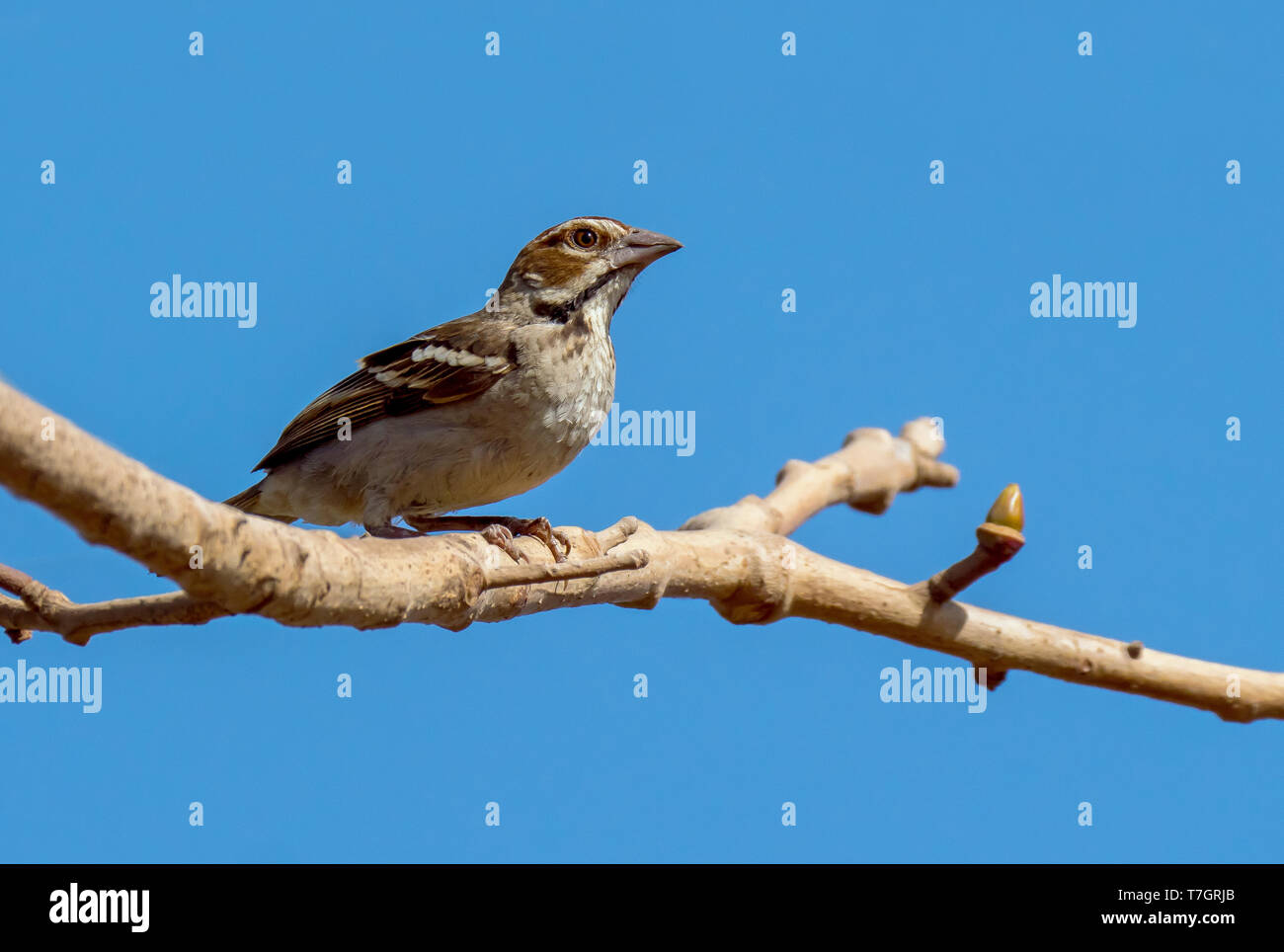 Kastanien - gekrönte Spatz Weaver (Plocepasser Superciliosus) auf einem Zweig in Gambia gehockt Stockfoto