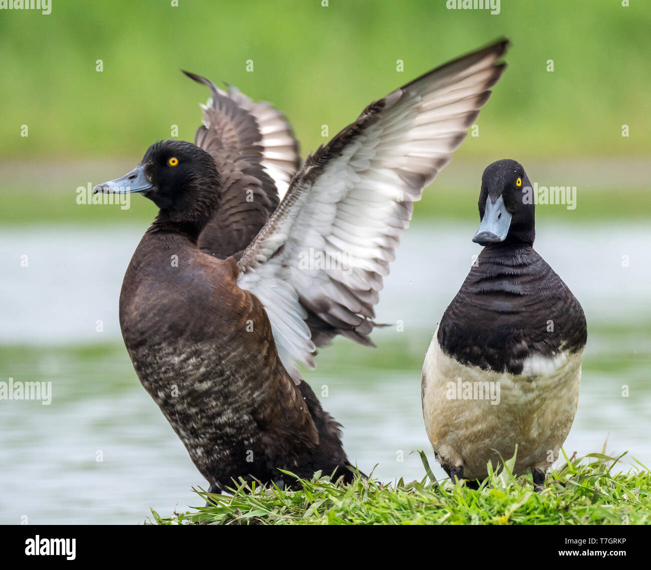 Paar getuftete Enten (Aythya fuligula) in einer niederländischen Wiese Stockfoto