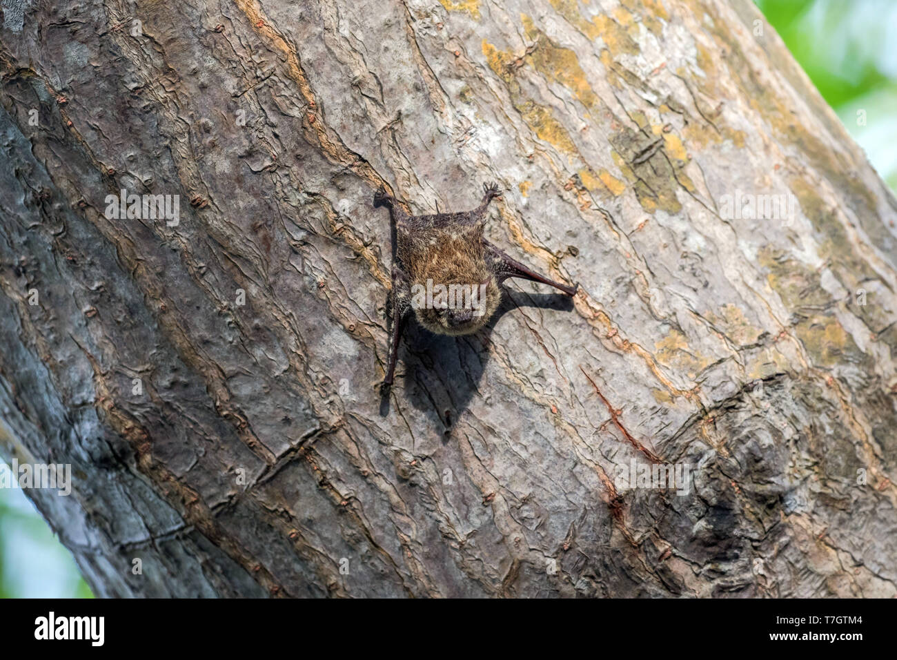 Proboscis bat (Rhynchonycteris naso) an einem Baum gehockt Stockfoto