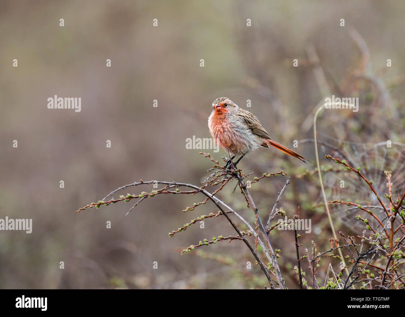 Der przevalski Rosefinch (Urocynchramus pylzowi) männlich in einem Busch gehockt Stockfoto