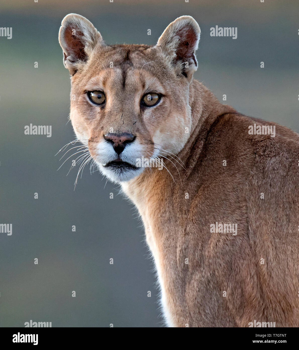 Wild puma -Fotos und -Bildmaterial in hoher Auflösung – Alamy