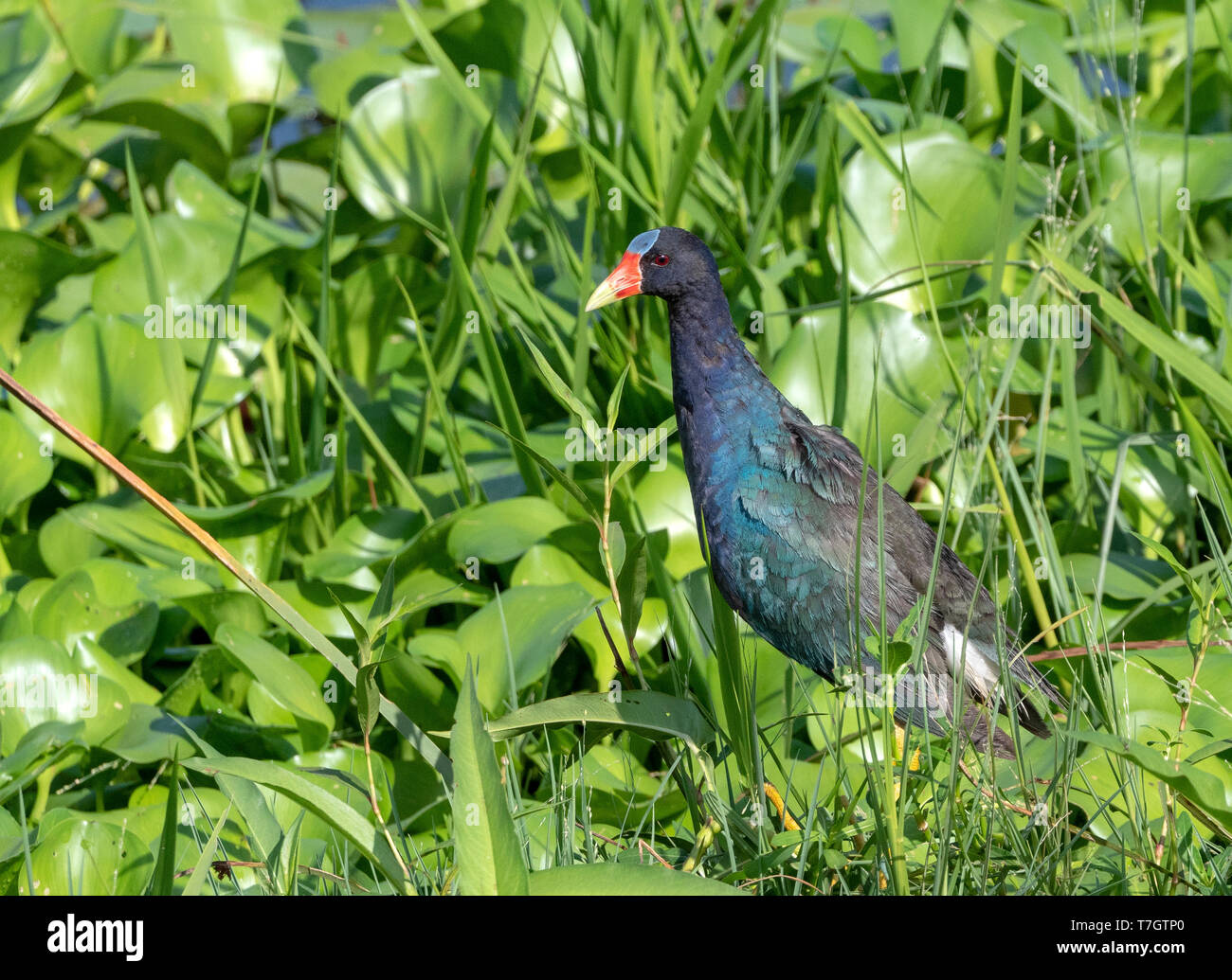 Purple Gallinule (Porphyrio martinicus) in den Sumpf Stockfoto