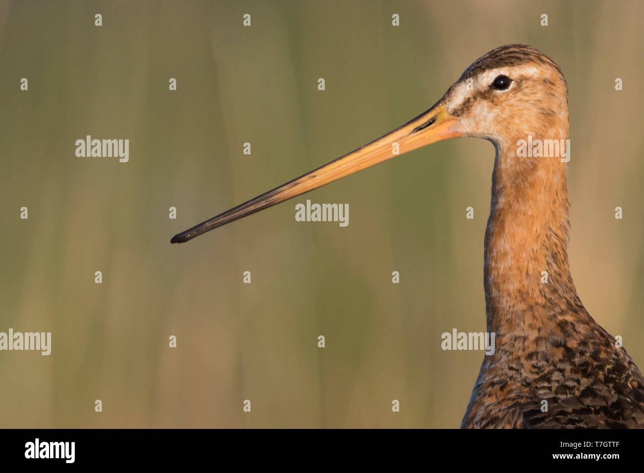 Erwachsene Frau Uferschnepfe (Limosa limosa limosa) stehen in einem Sumpf in der Nähe von Tscheljabinsk in Russland. Stockfoto