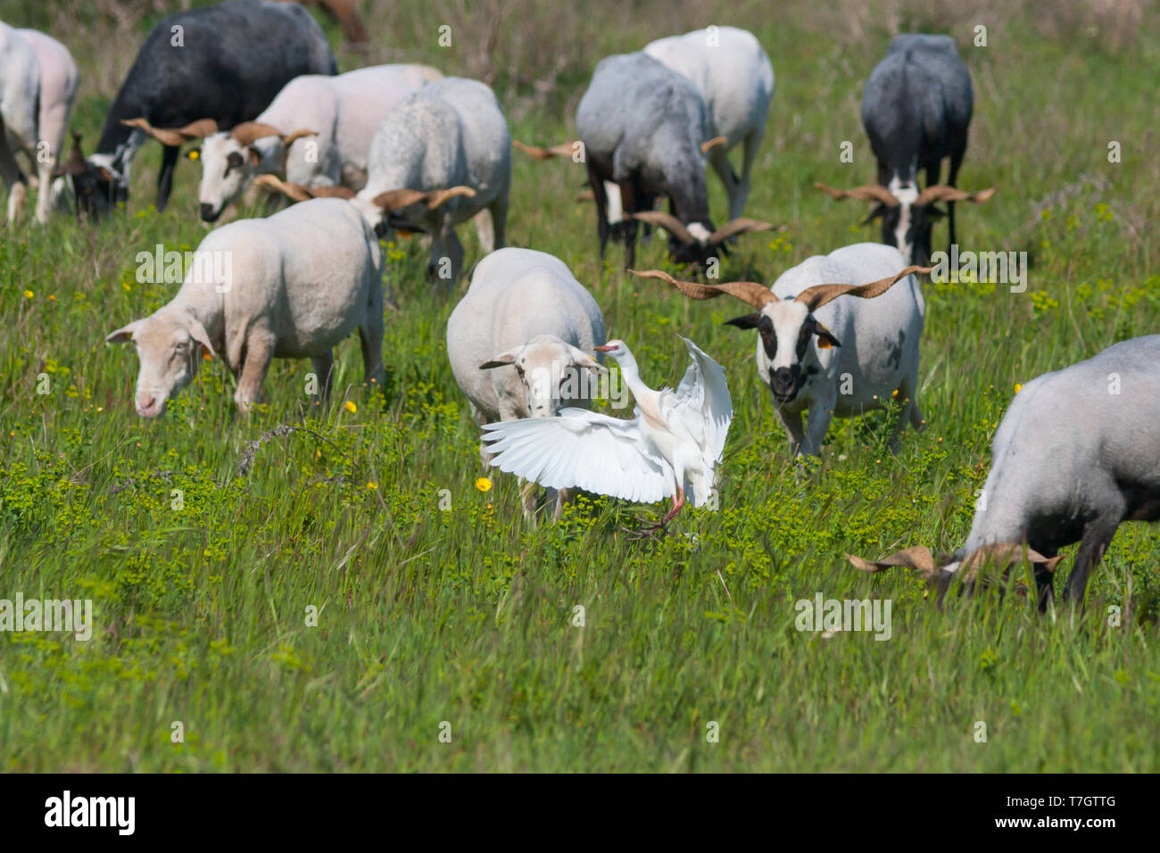Kuhreiher (Bubulcus ibis ibis), Portugal, nach der Landung in Felder mit lokalen Rennen Schafe mit seltsamen Hörner. Stockfoto