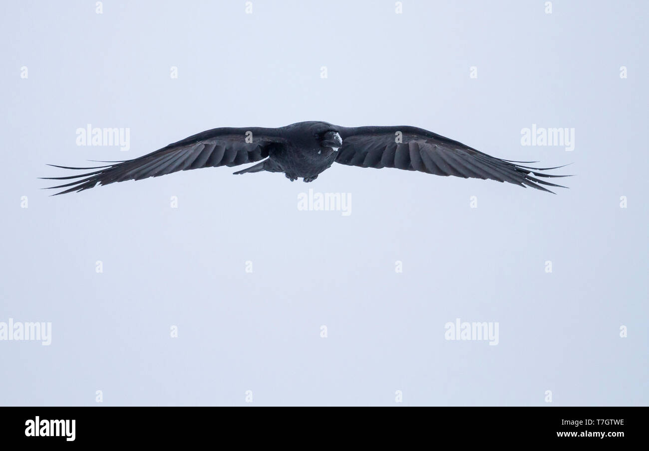 Kolkrabe (Corvus Corax ssp. corax) im Flug in einem Schneesturm in den arktischen Norden Norwegens. Stockfoto