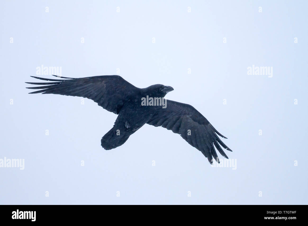 Kolkrabe (Corvus Corax ssp. corax) im Flug in einem Schneesturm in den arktischen Norden Norwegens. Stockfoto