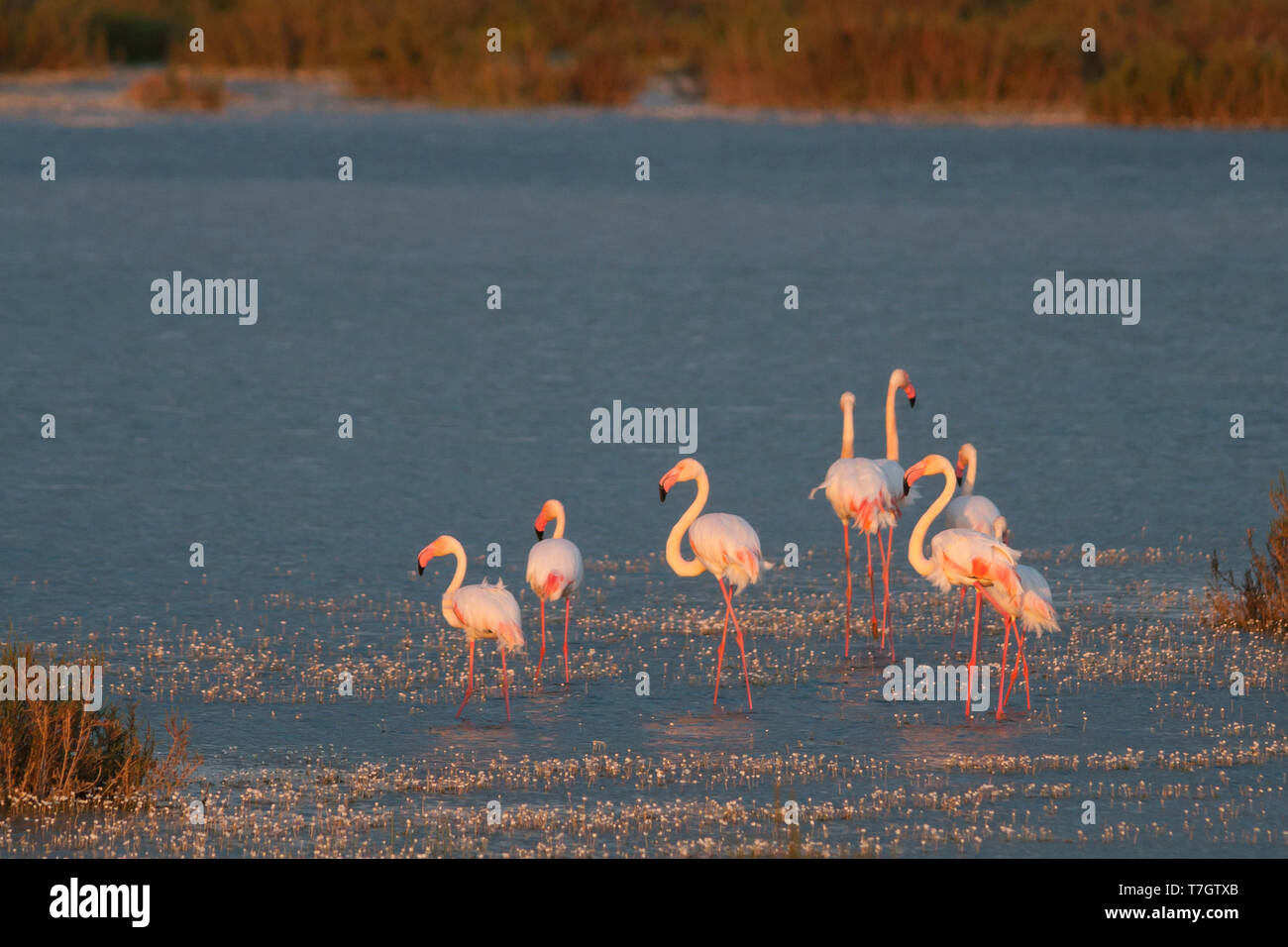 Kleine Gruppe von Greater Flamingo (Phoenicopterus Roseus) in den Küstengebieten Marsh in Spanien. Stockfoto