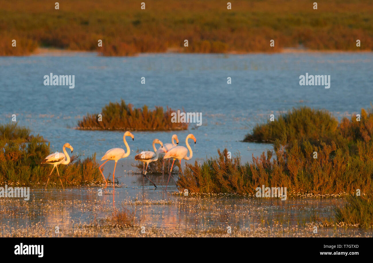 Kleine Gruppe von Greater Flamingo (Phoenicopterus Roseus) in den Küstengebieten Marsh in Spanien. Stockfoto