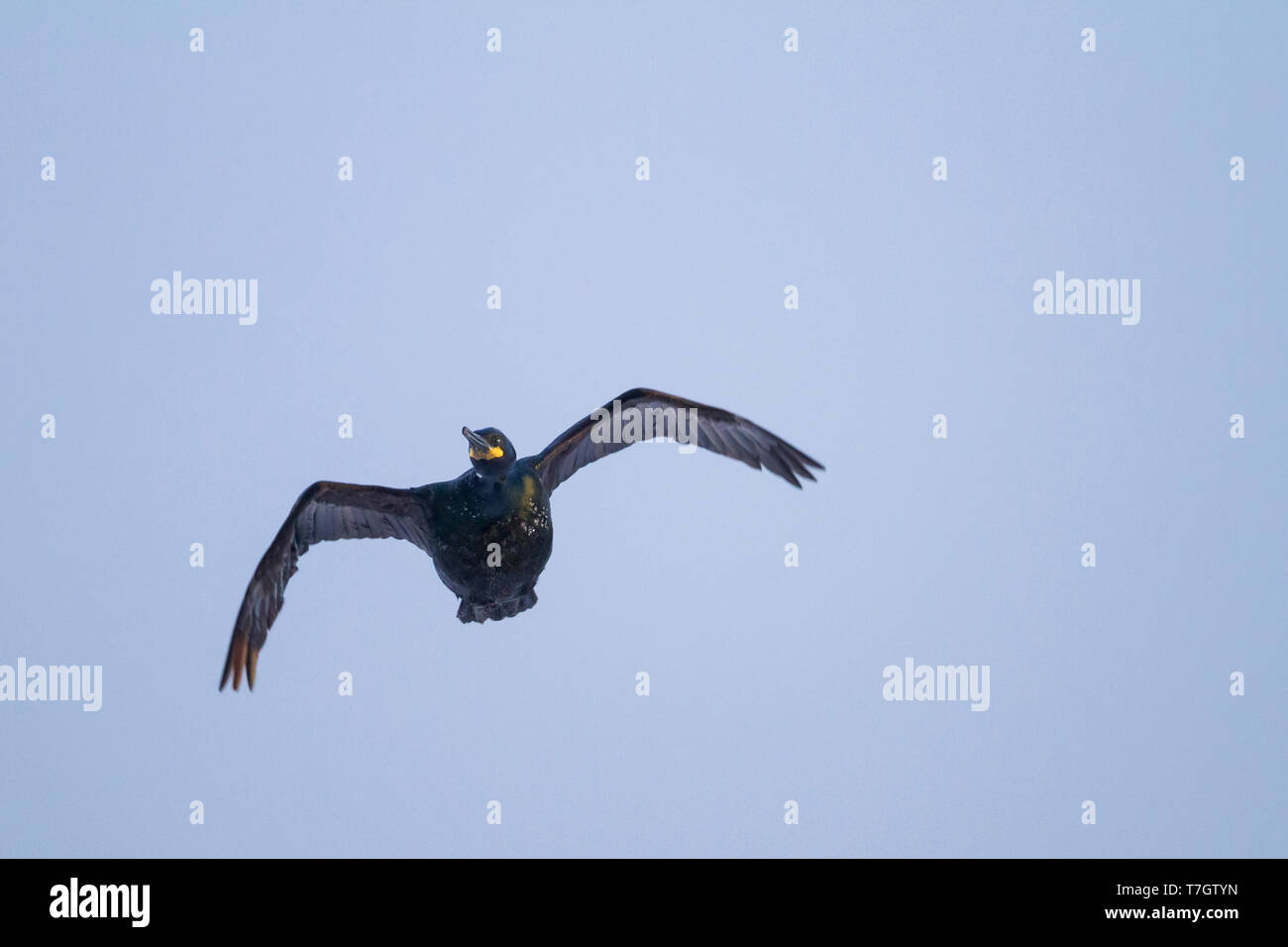 Erwachsene Europäische Shag (Phalacrocorax aristotelis Aristotelis) Fliegen über Kolonie in den arktischen Norden Norwegens während der Brutzeit. Stockfoto
