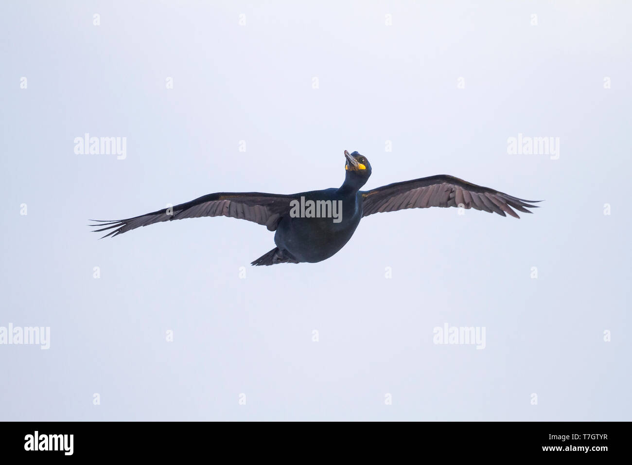 Erwachsene Europäische Shag (Phalacrocorax aristotelis Aristotelis) Fliegen über Kolonie in den arktischen Norden Norwegens während der Brutzeit. Stockfoto