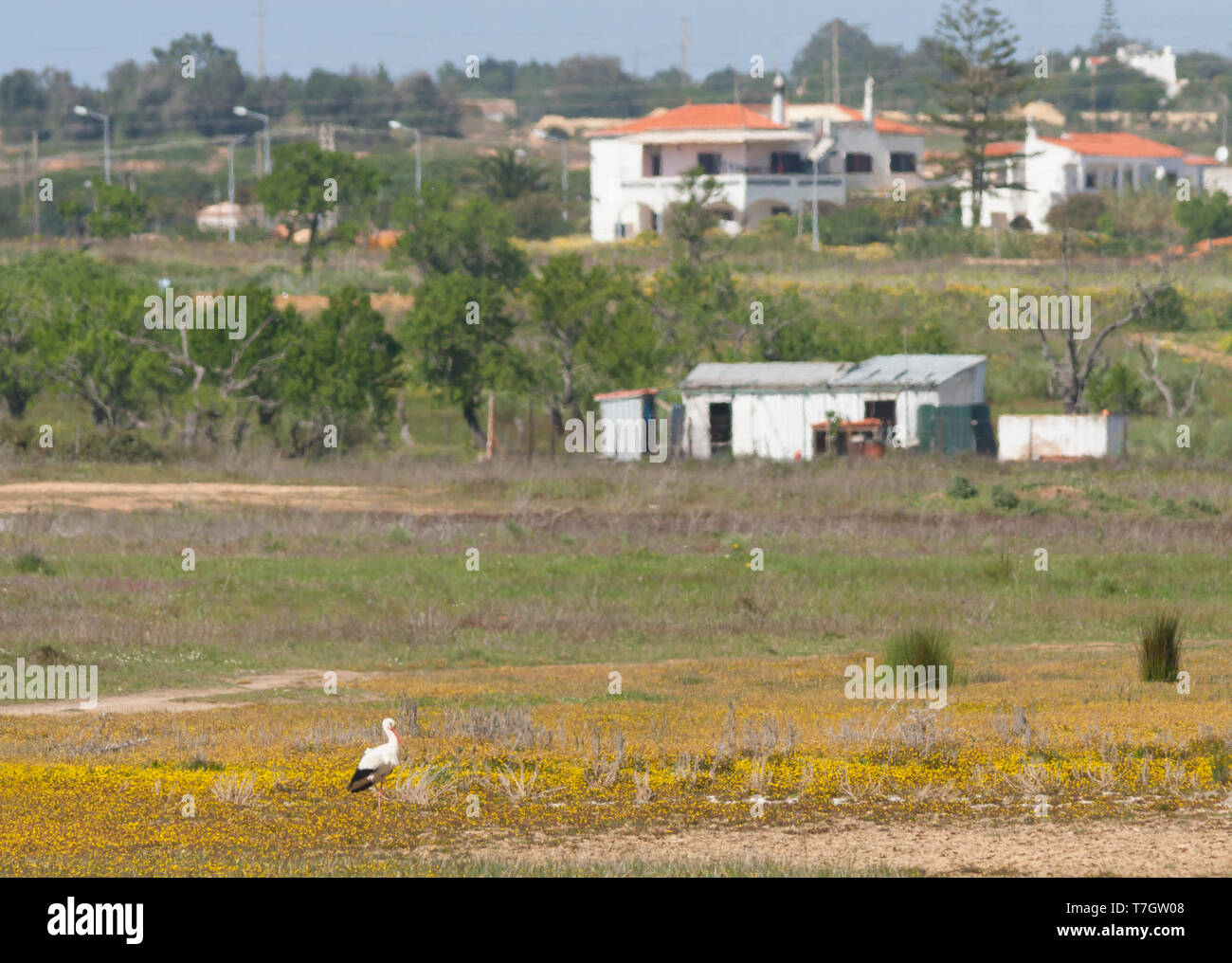 Nach Weißstorch (Ciconia ciconia), Wandern im ländlichen Bereich vor der kleinen portugiesischen Dorf. Stockfoto
