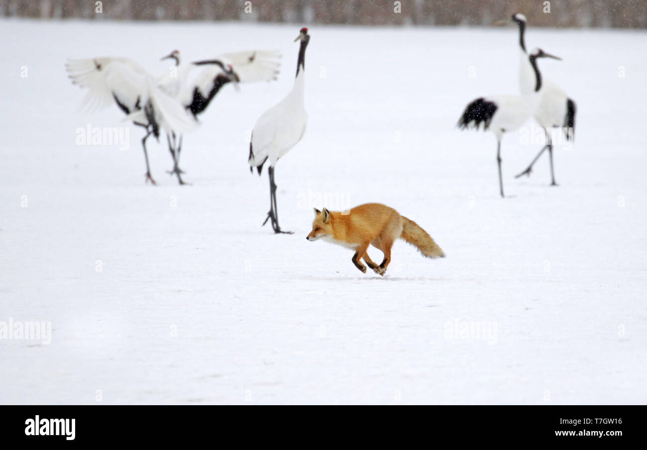 Der fuchs und der kranich Fotos und Bildmaterial in hoher Auflösung
