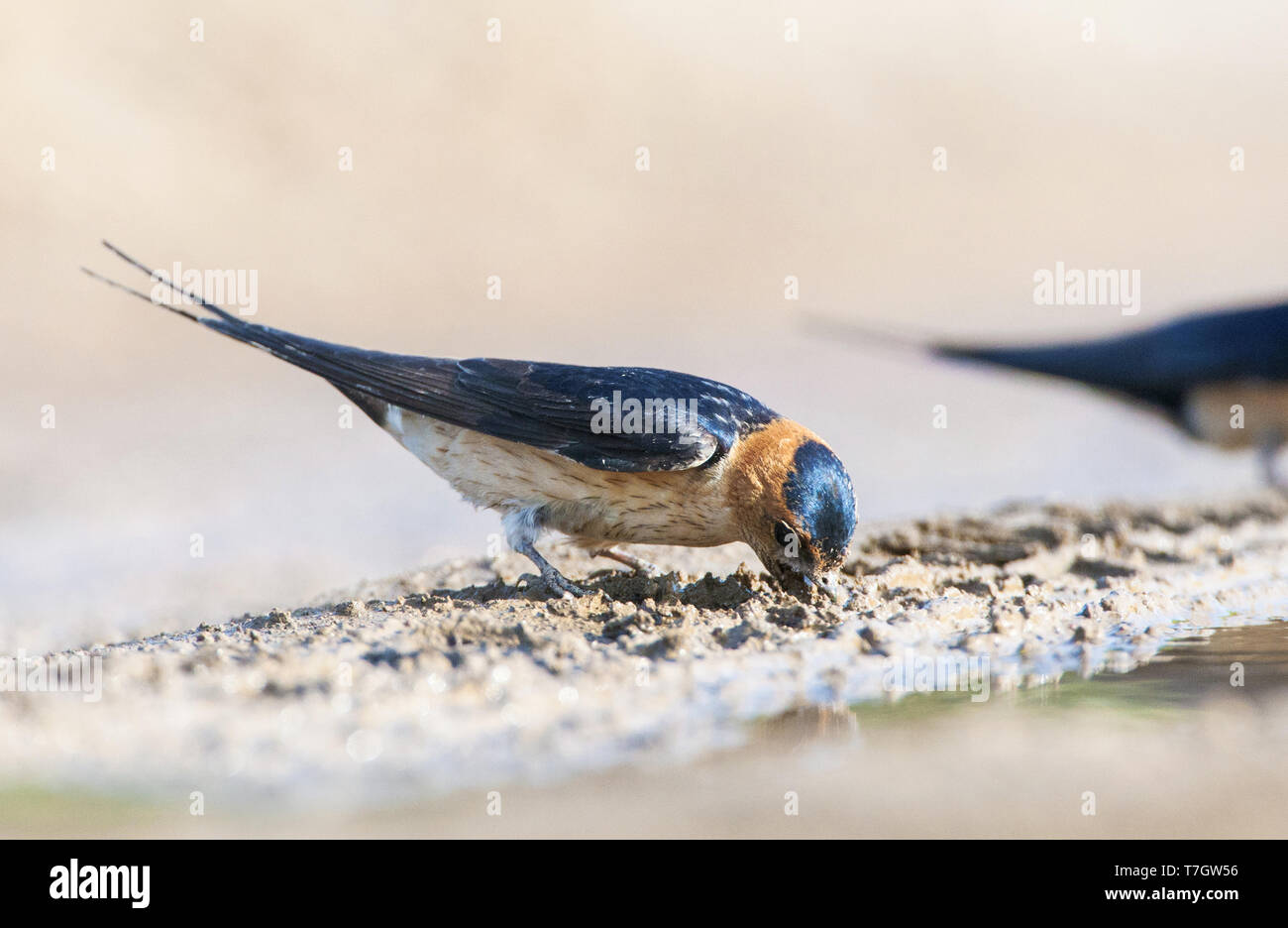 Nach Red-rumped Swallow (Cecropis daurica) im Frühjahr auf der Insel auf Lesbos, Griechenland. Eine gestreifte Individuelle, von der Seite gesehen, Schlamm zu sammeln. Stockfoto