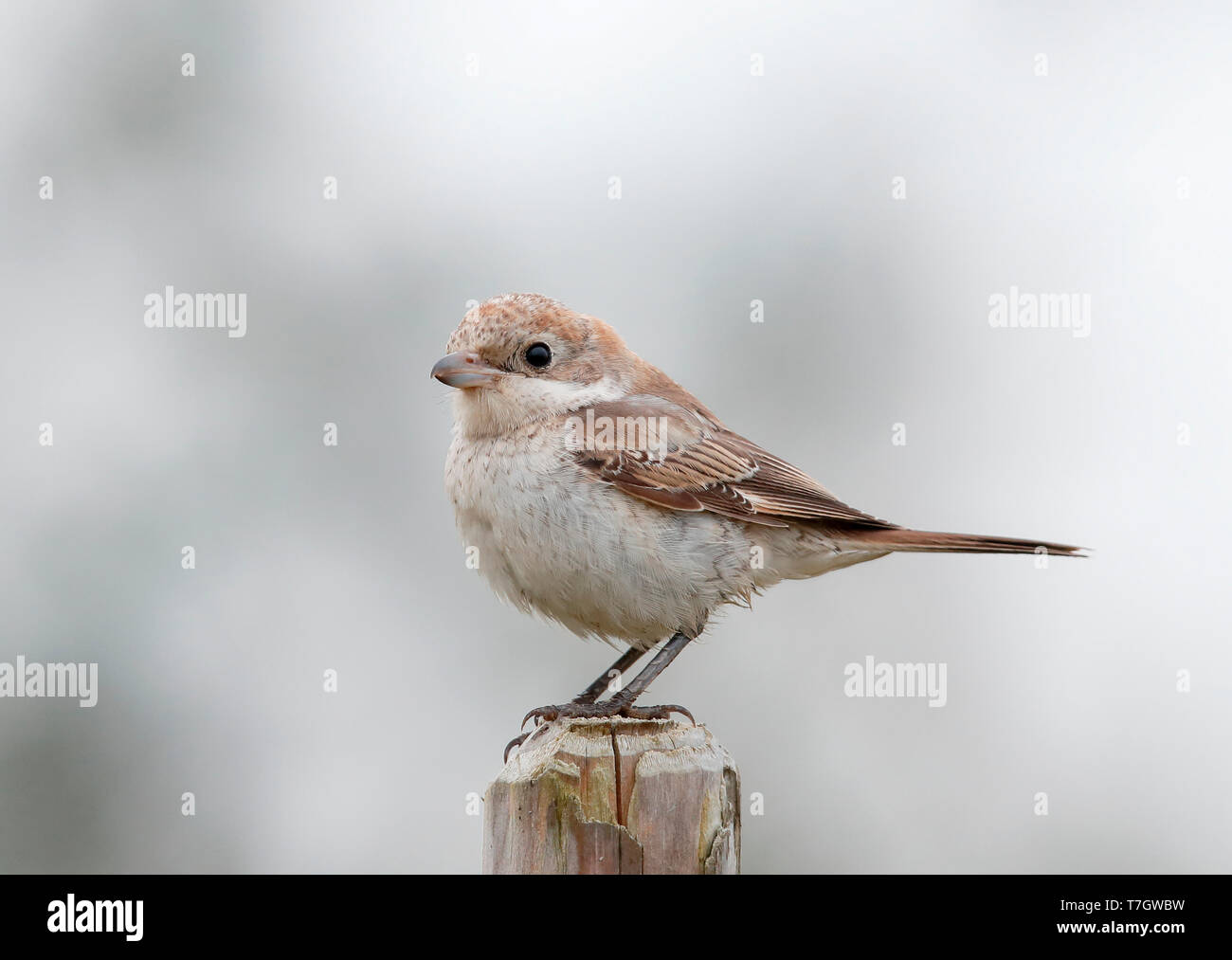 Im ersten Winter Shrike Rotkopfwürger (Lanius Senator) Stockfoto