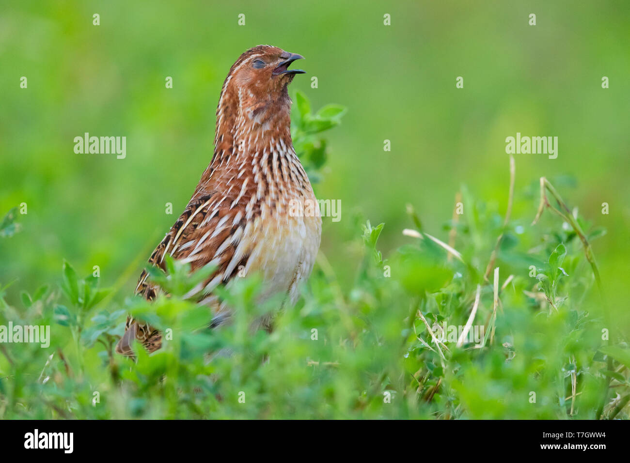 Gemeinsame Wachtel (Coturnix coturnix), männlicher Gesang in einer Luzerne Feld Stockfoto