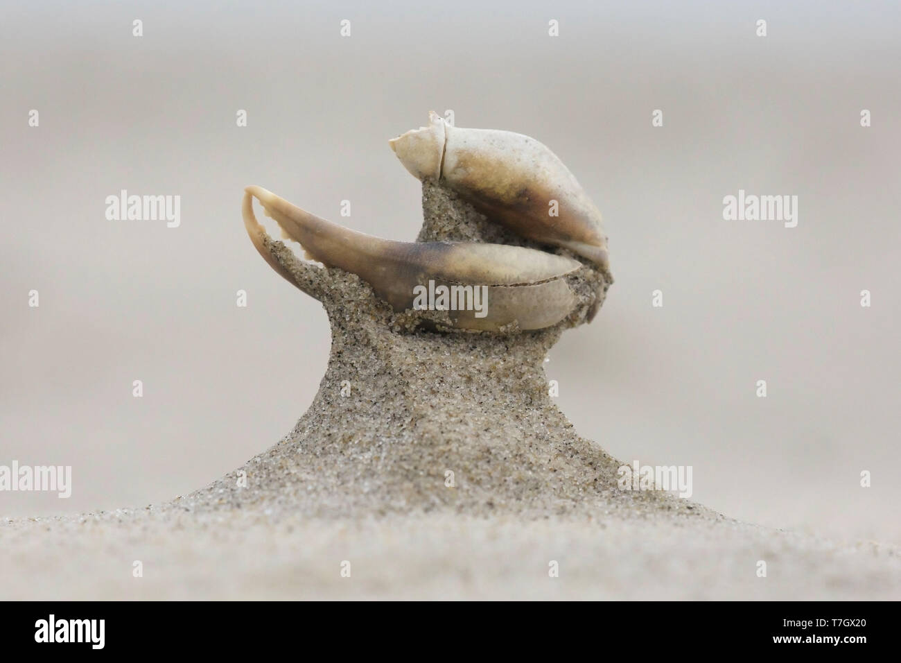 Angeschwemmten crab Bein, am Strand liegen im Wattenmeer Insel Terschelling in den Niederlanden. Wind und Sand gestrahlt. Stockfoto