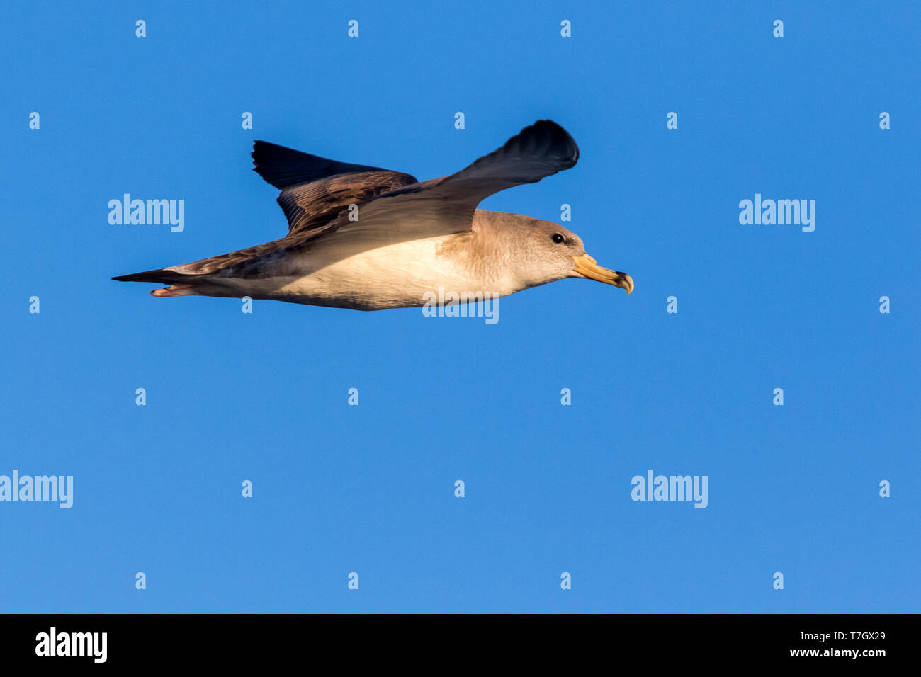 Scopoli's Shearwater, Calonectris diomedea Stockfoto