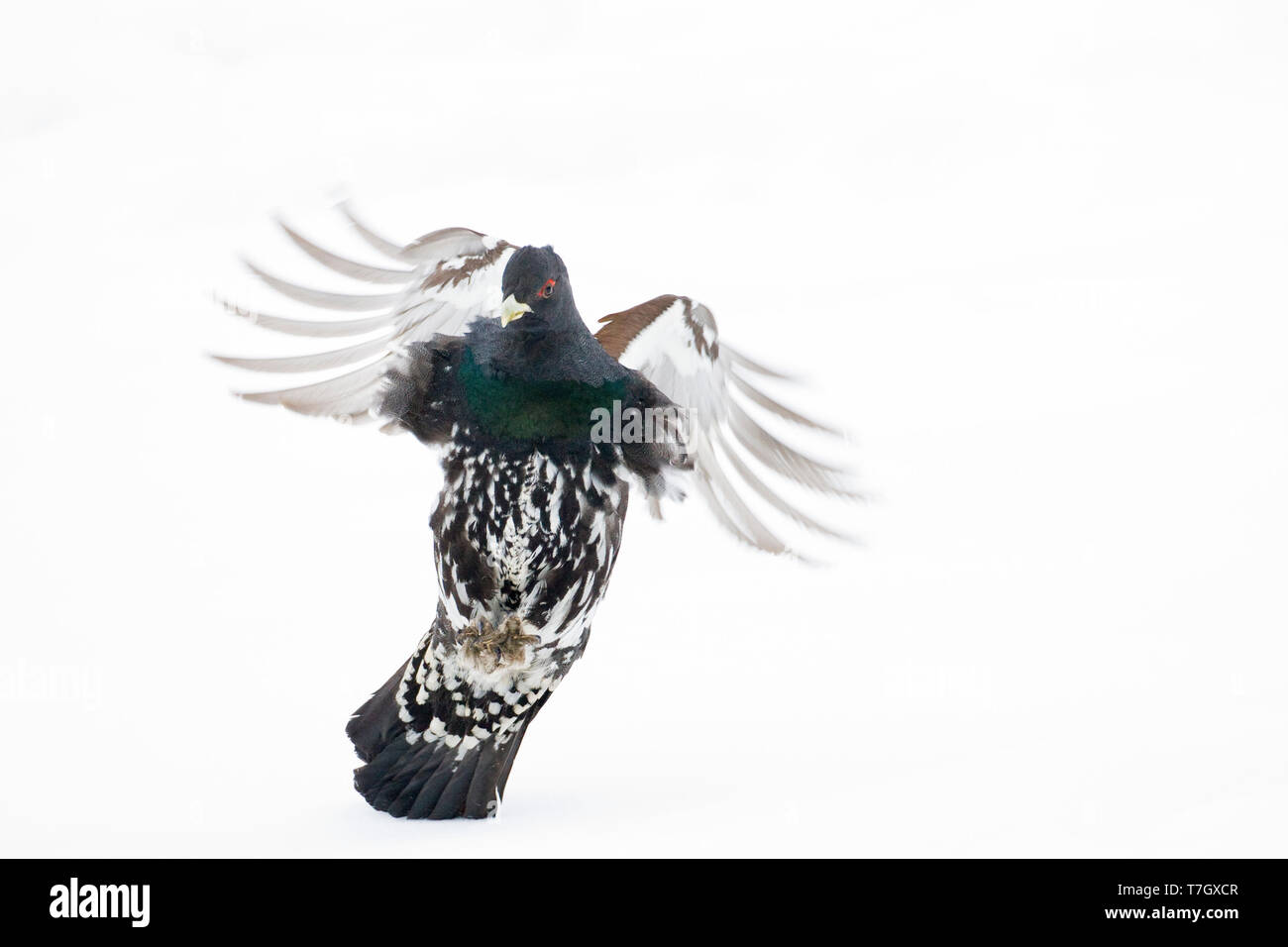 Männliche Western Auerhahn (Tetrao urogallus) während eines kalten Winter im Norden Finnlands. Landung in einem Feld mit frischem Schnee bedeckt. Stockfoto