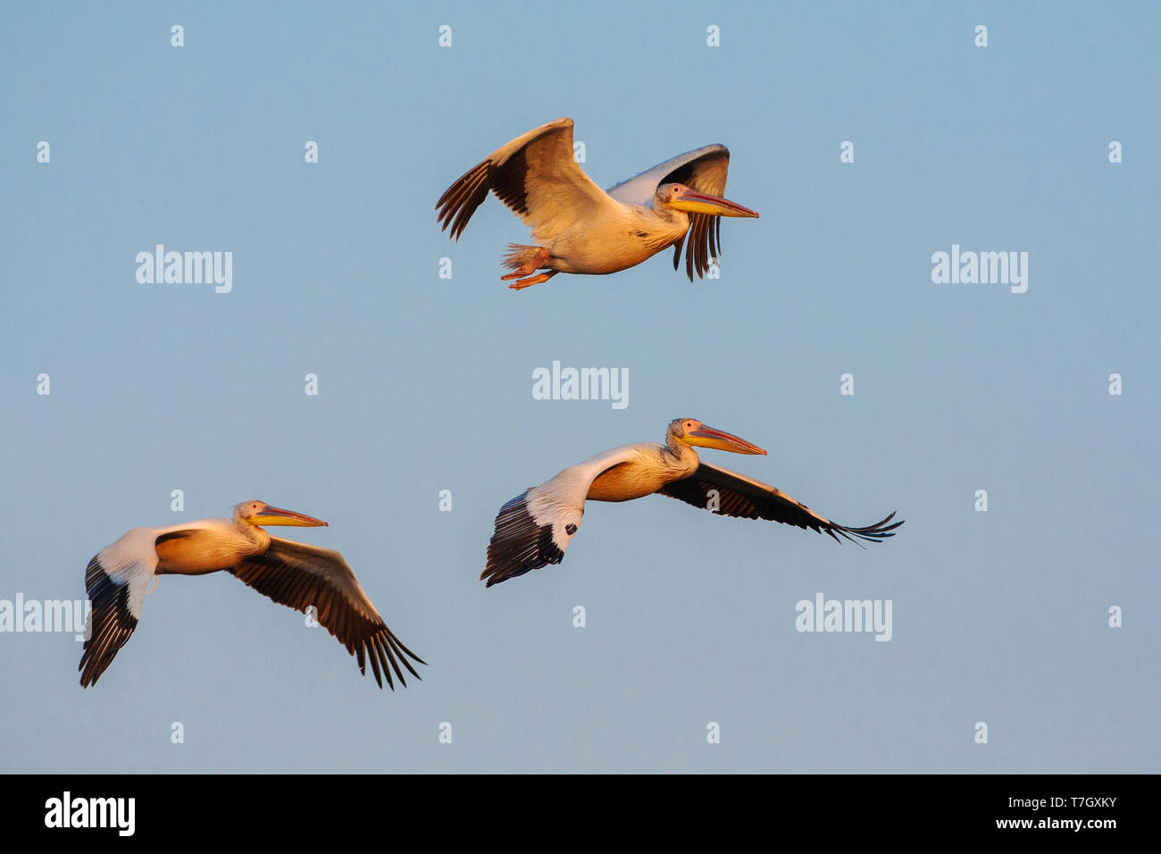 Herde der Großen weißen Pelikanen (Pelecanus onocrotalus) im Flug während der späten Abendlicht im Donau Delta, Rumänien. Stockfoto