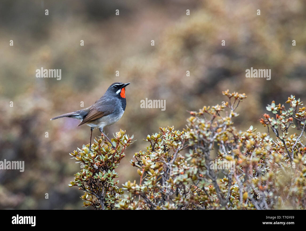 White-tailed Rubythroat (Luscinia pectoralis) männlichen auf einem Busch gehockt Stockfoto