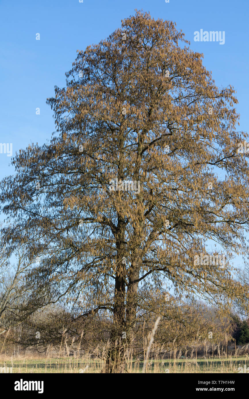 Schwarz-Erle, Schwarzerle, Erle, im Frühjahr blühend, Alnus glutinosa, gemeinsame Erle, Erle, Aulne glutineux Stockfoto