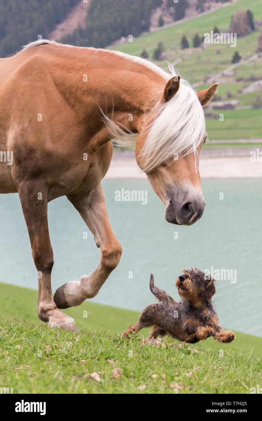 Haflinger. Mare spielen mit einem Draht - behaarte Dackel neben einem See. Südtirol, Italien Stockfoto