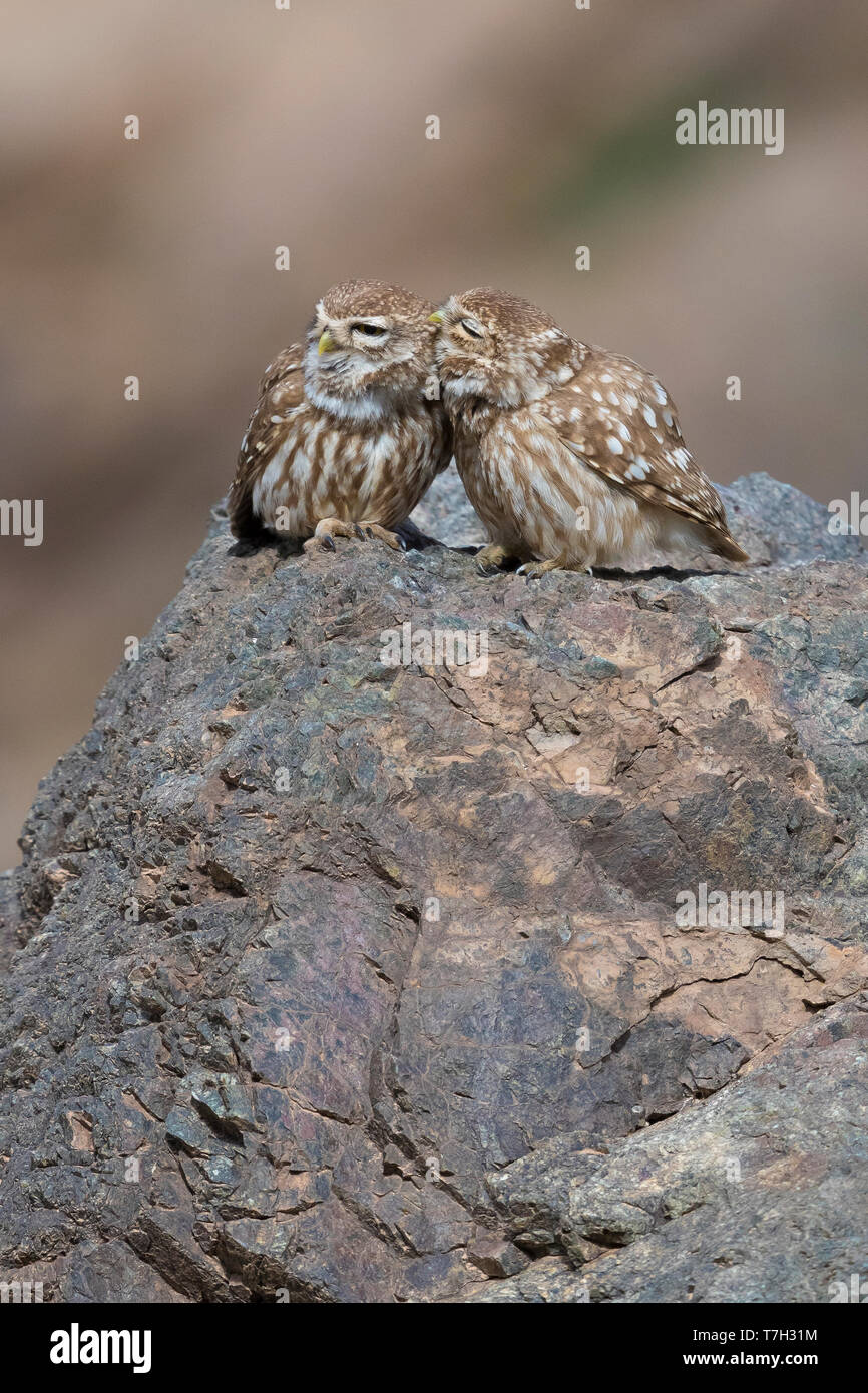 Steinkauz (Athene noctua) saharae, Paar in der gegenseitigen Gefiederpflege Stockfoto
