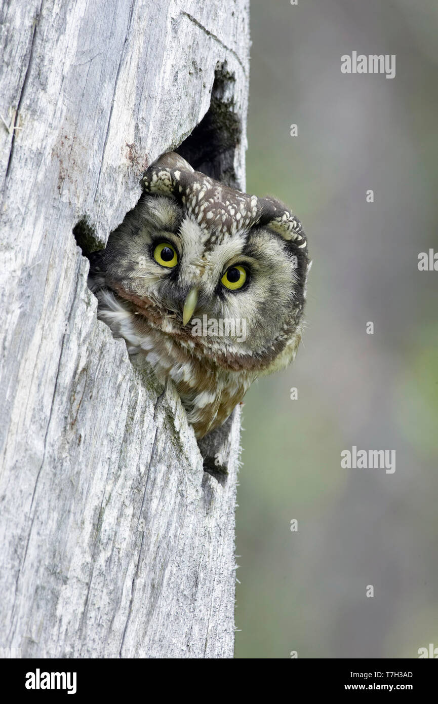 Tengmalm's Owl (Aegolius funereus) peeking aus nesthole in Kuusamo - Finnland. Stockfoto