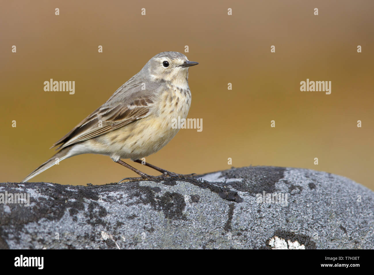 Nach American Buff-bellied Pieper (Anthus rubescens rubescens) auf einem Felsen in der arktischen Tundra von Churchill, Manitoba, Kanada thront. Stockfoto