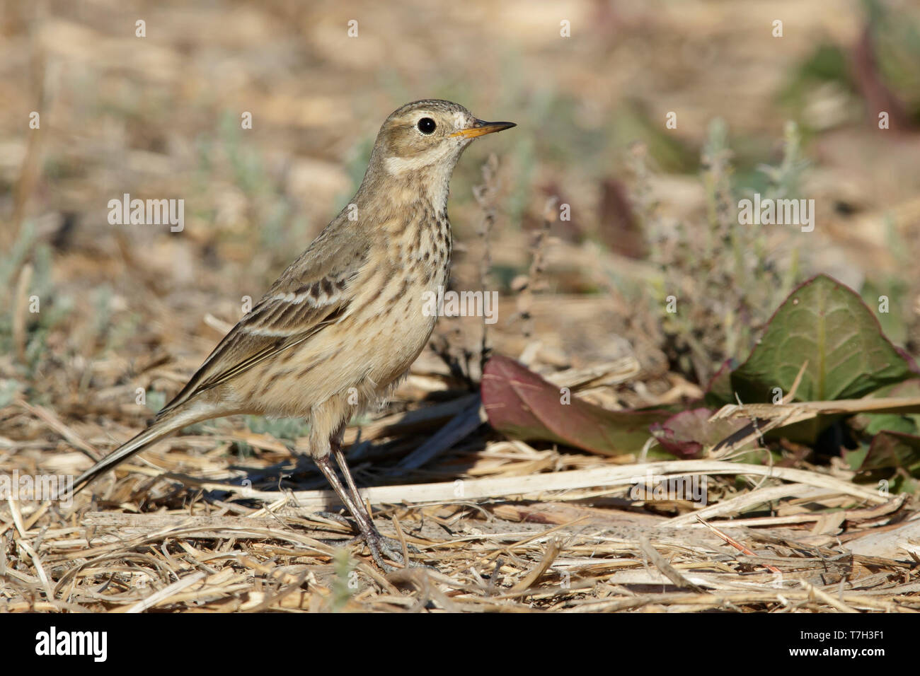 Nach nicht-Zucht American Buff-bellied Pieper (Anthus rubescens rubescens) auf dem Boden in Riverside County, Kalifornien, USA. Stockfoto